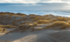 Stier meint - Strand