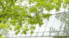 Frische grüne Blätter eines Baumes kontrastieren mit den geometrischen Mustern einer Glasfassade und symbolisieren die harmonische Mischung aus Personalmanagement und moderner Architektur.