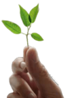 Eine Hand hält sanft einen jungen Pflanzenspross mit grünen Blättern vor einem weißen Hintergrund und symbolisiert persönliches Management und Wachstum.