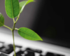Eine grüne Pflanze sprießt vor einer verschwommenen Computertastatur und symbolisiert Wachstum und Natur inmitten von Technologie im Kontext von Humanressourcen.