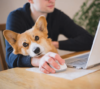 Ein Corgi legt seinen Kopf auf den Arm einer Person, die in ihrem Vier Pfoten im Büro-Setup eine Computermaus neben einem Laptop verwendet. Die Person trägt eine Brille und einen dunklen Pullover. Die gemütliche Szene spielt sich drinnen auf einem Holztisch ab, wobei eine verschwommene Pflanze zur ruhigen Atmosphäre beiträgt.